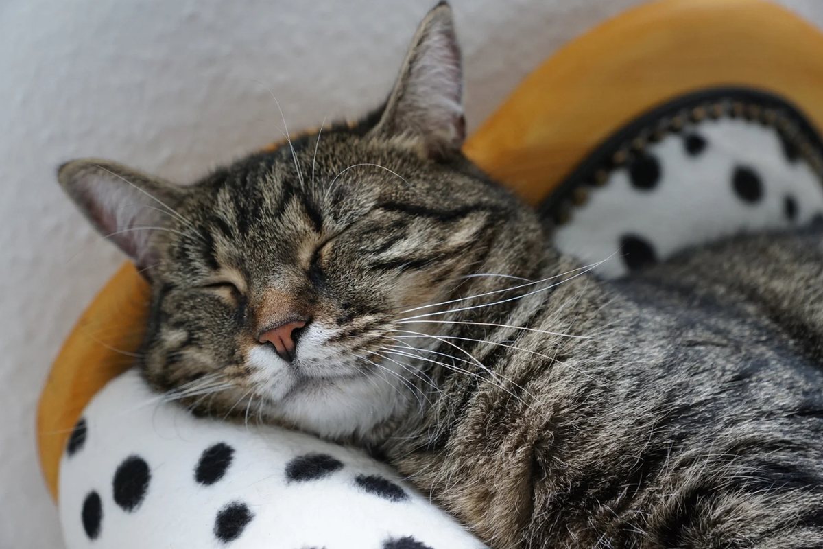 A cat asleep in a sunlit bed at home