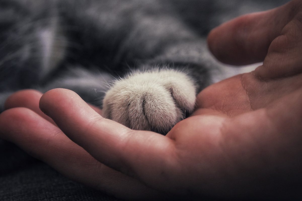 A cat's paw resting in the open palm of a hand