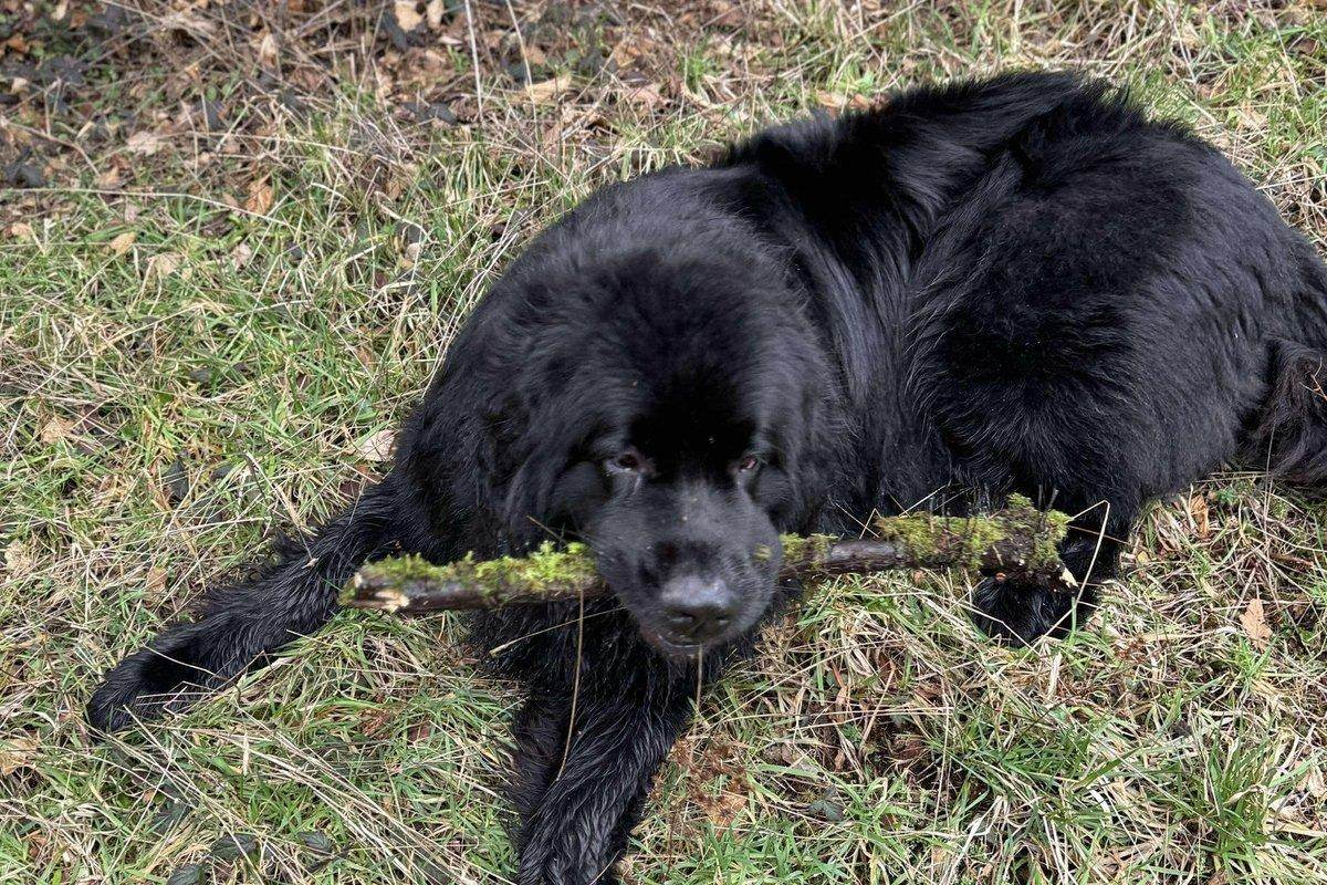A black dog lying in the grass with a mossy stick held in his mouth