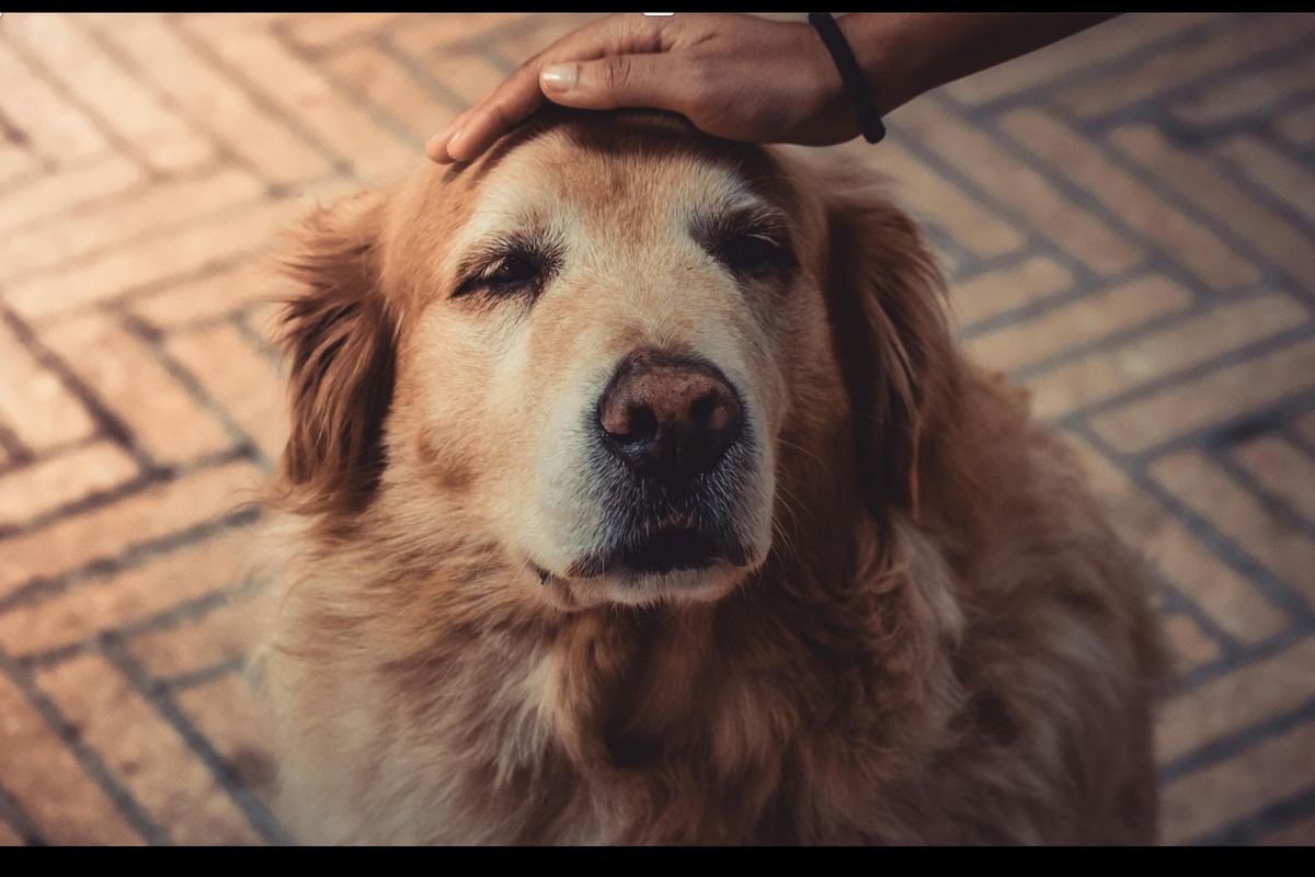 A hand resting gently on the head of a senior golden retriever