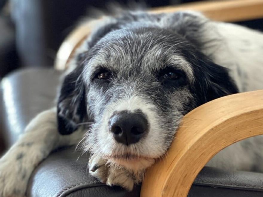 An old gray-muzzled dog resting his head on the arm of a chair at home