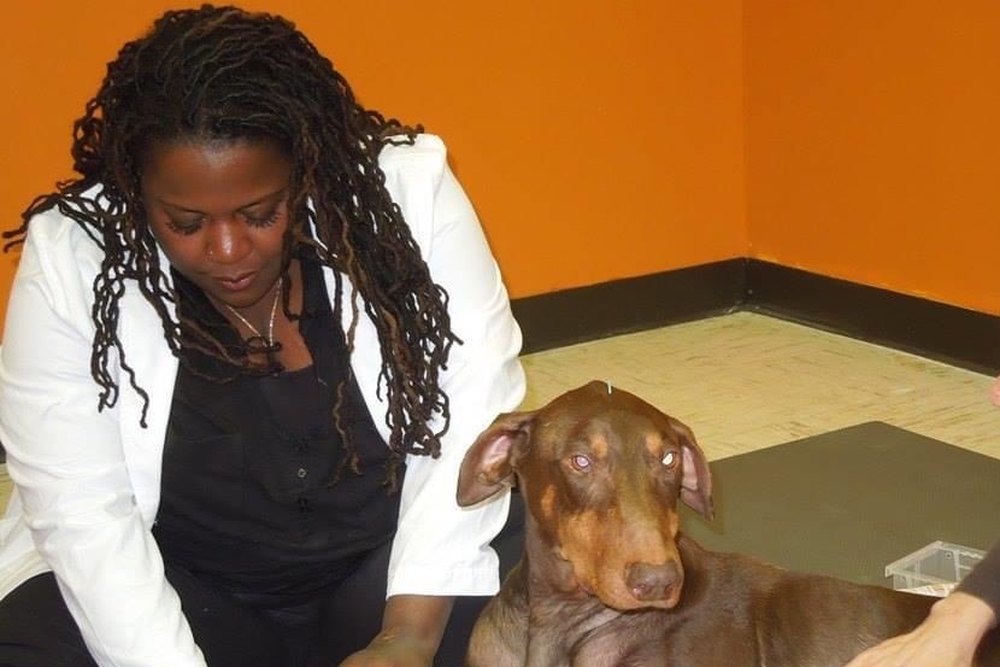 Dr. Atkinson-Spinks giving acupuncture to a dog resting on a blanket