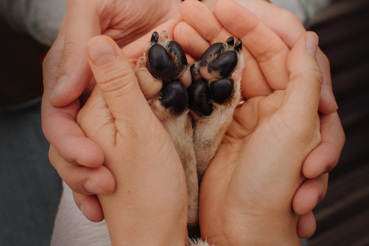 A dog's paws held gently in two cupped hands