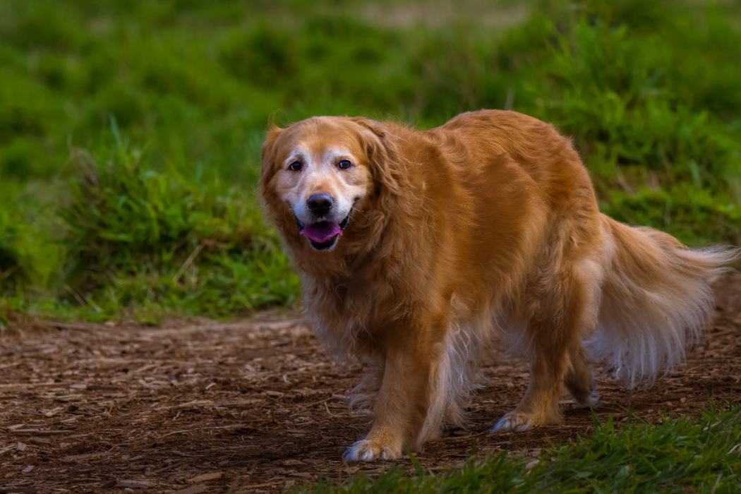 A gray-muzzled golden retriever out walking on a woodchip trail