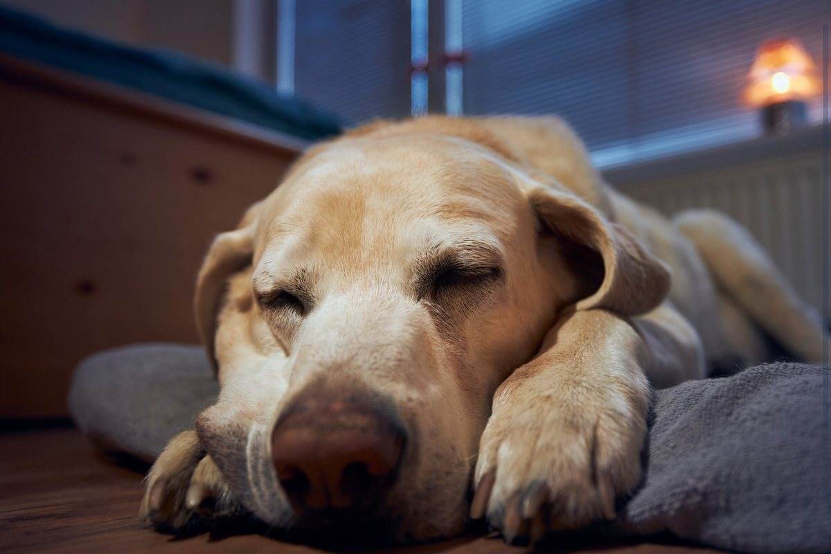 An old labrador asleep on the floor at home beside a lamp
